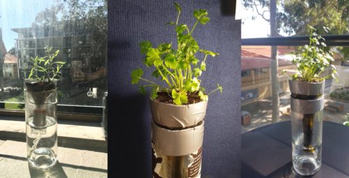 Pot plants in bottles