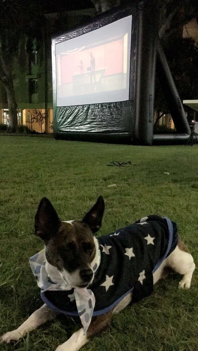 Emmy the dog at the pyjama night outdoor movie